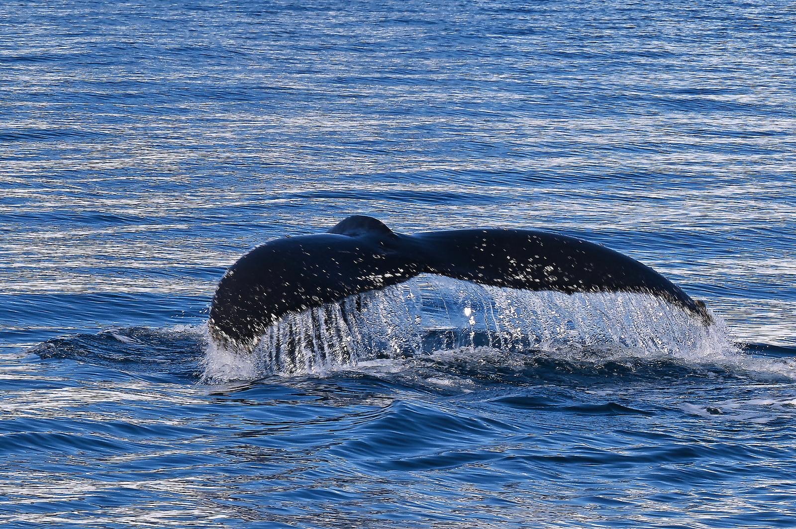 0b2f60db-d462-445d-ace2-805f94380bba