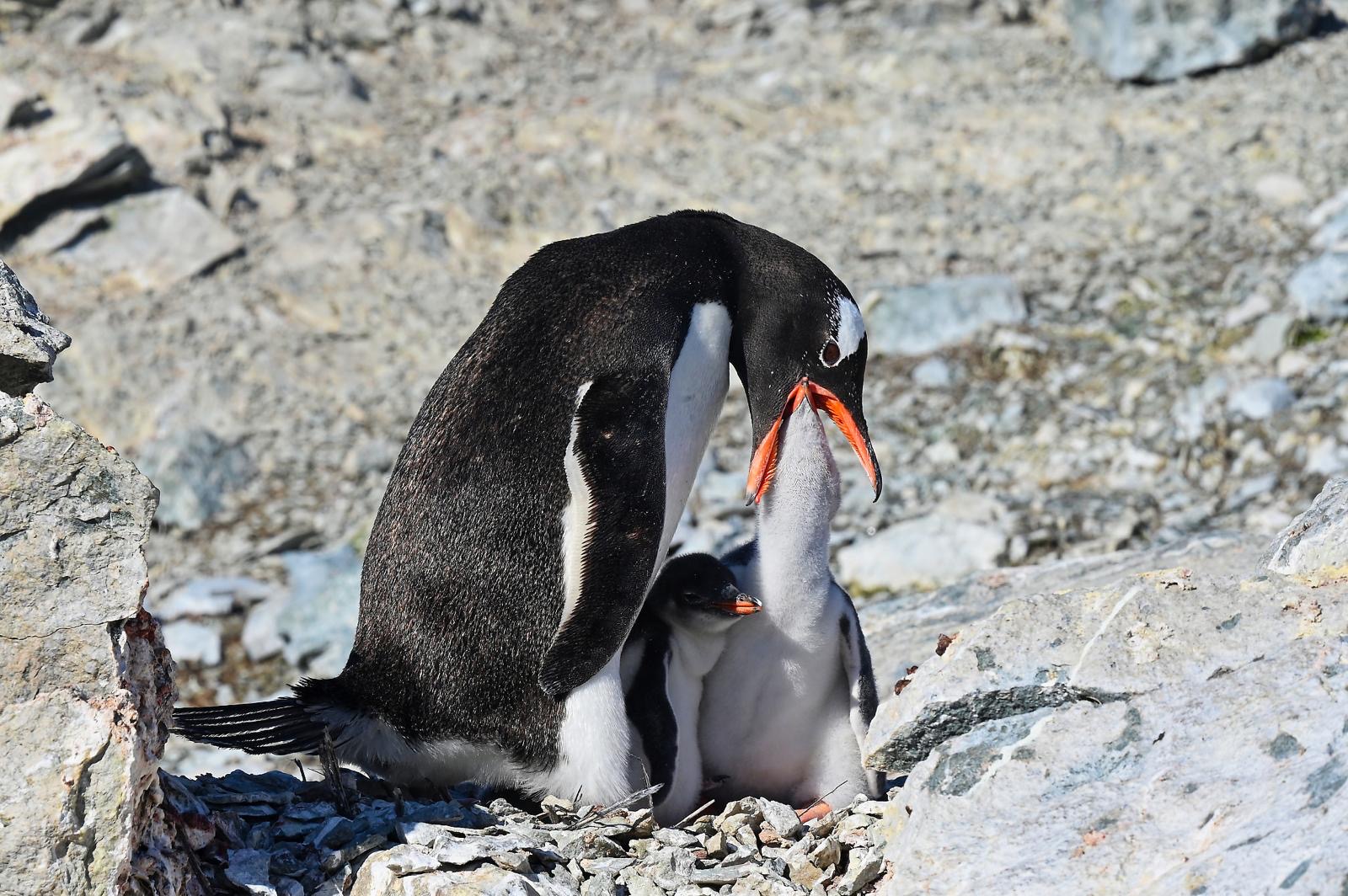 44cead23-2e74-42b8-bc68-e125ba492182