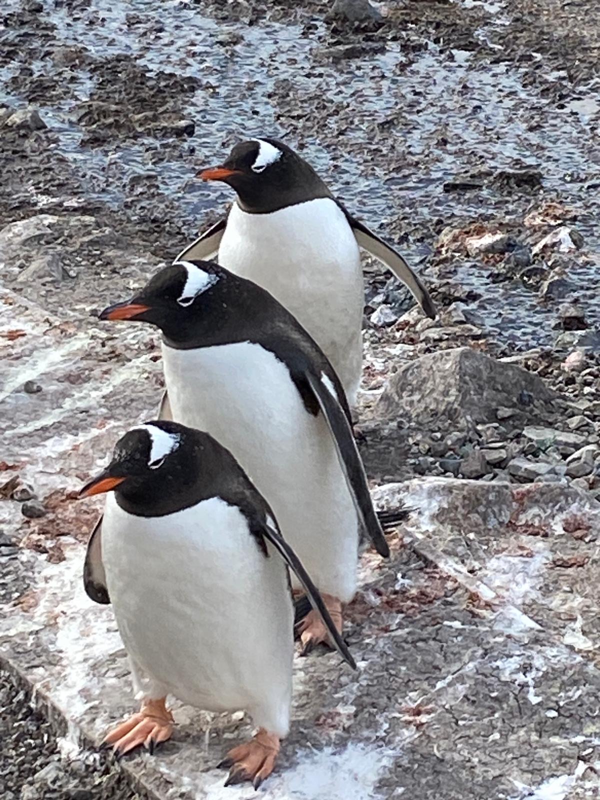 77434614-dd35-4c20-b03f-adc8f1cc3ba5