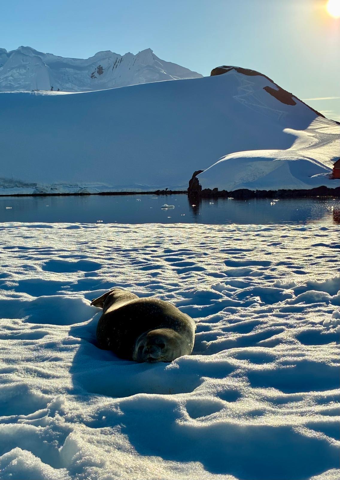 8dde8005-6849-4914-a9bc-e367ac8f6c86