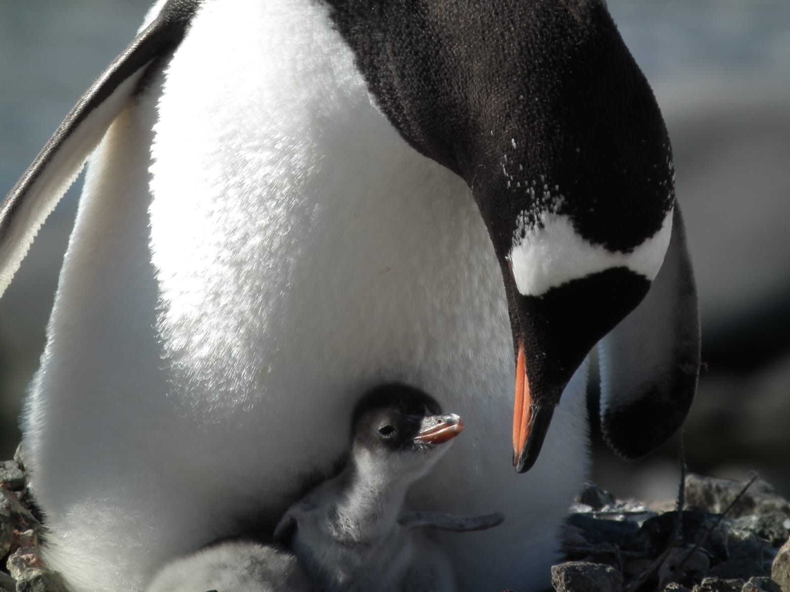 b175baa6-e96f-4a97-8ddc-3bdebb0d3041